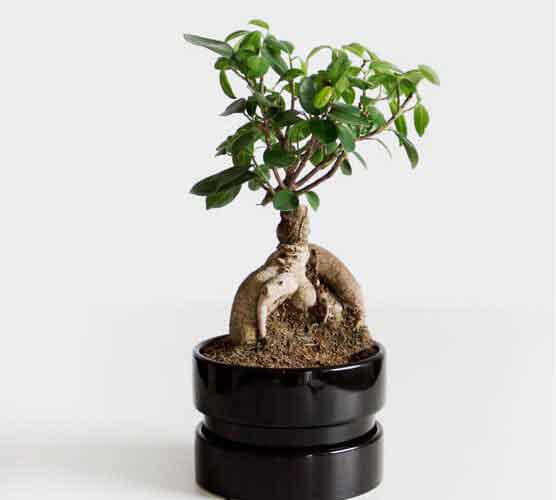 手机号轰在线轰炸免费下载