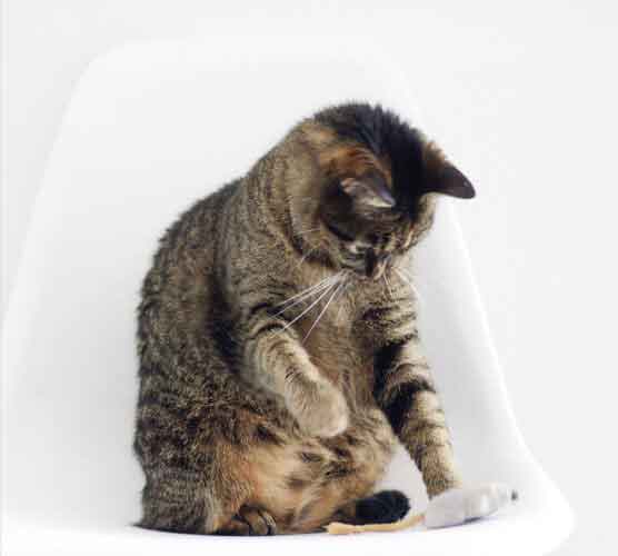 可以留电话的骚扰网站